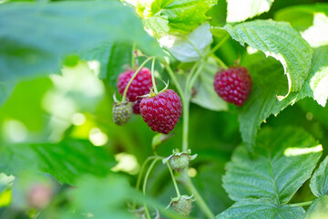 Raspberries growing in garden. Fresh berries bathing in sun. Ecological garden concept.