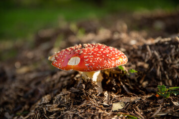 Champignon rouge à points blancs