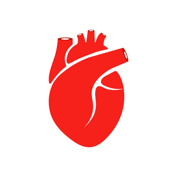 Illustration of the human heart. The topic of anatomy.