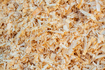 Wooden sawdust close up. Dry wood shavings background. Wood dust texture. Sawdust pattern closeup. Heap of sawdust is lying outdoor. - obrazy, fototapety, plakaty