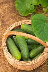 cucumbers growing in a glass house
