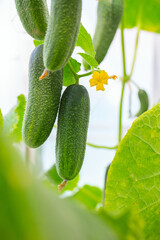cucumbers growing in a glass house