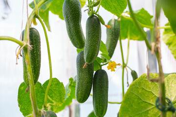 cucumbers growing in a glass house