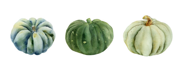 Watercolor big blue green pumpkin illustrations set isolated on white background. Kabocha, Jarrahdale pumpkin. Cucurbita maxima. Hand-drawn autumn winter vegetable for recipes, decoration