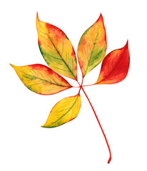 Watercolor fall leaf isolated on white background. Hand drawn illustration.