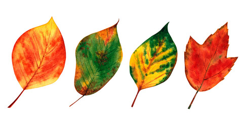 Obraz premium Autumn leaves set. Watercolor illustration isolated on white background.