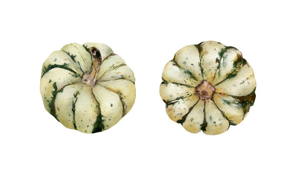 Watercolor small sweet dumpling pumpkin squash illustrations set isolated on white background. Cucurbita. Hand-drawn cute fruit, autumn fall vegetable for recipes, cards, decoration