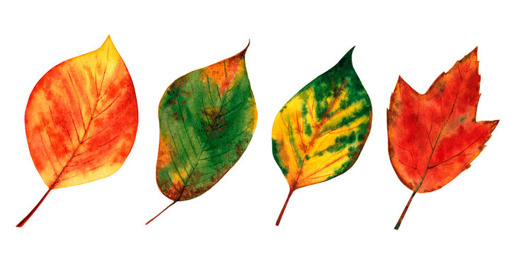 Autumn leaves set. Watercolor illustration isolated on white background.