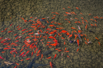 A school of goldfish in stony water