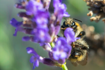 kleine Hummel auf einem blühenden Lavendel