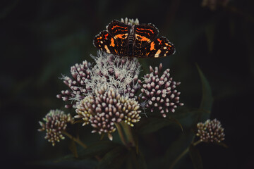 butterfly on flower