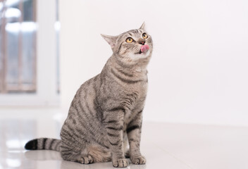 Cute tabby cat stick out tongue and look the camera.