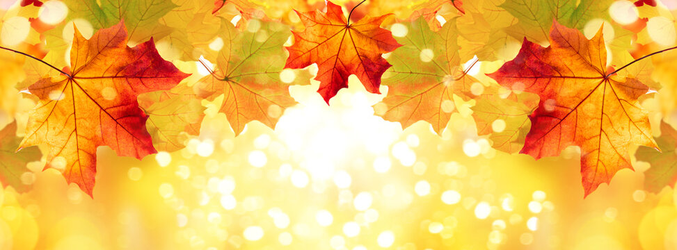 Autumn background with autumn colorful maple leaves. Beautiful nature concept in autumn sunny day.