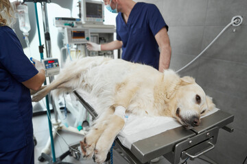 Unconscious dog lying on operating table at the hospital