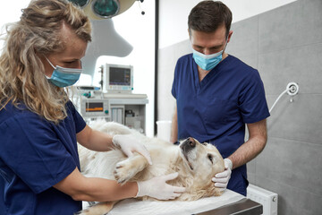 Veterinarian team preparing dog for surgery on operating table