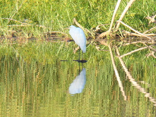 bird on pond