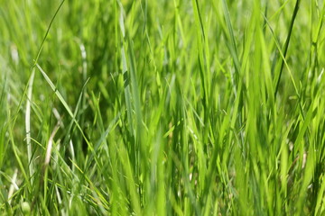 Fototapeta na wymiar Green blurred background. Green grass as a background. Defocused green background. Green grass.