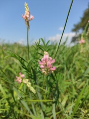 flowers in the field