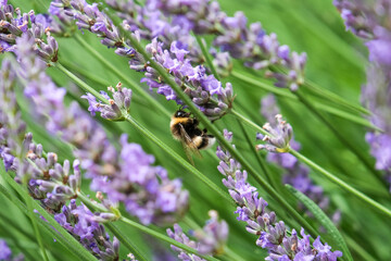 Chiens, libellules, oiseaux et autres insectes