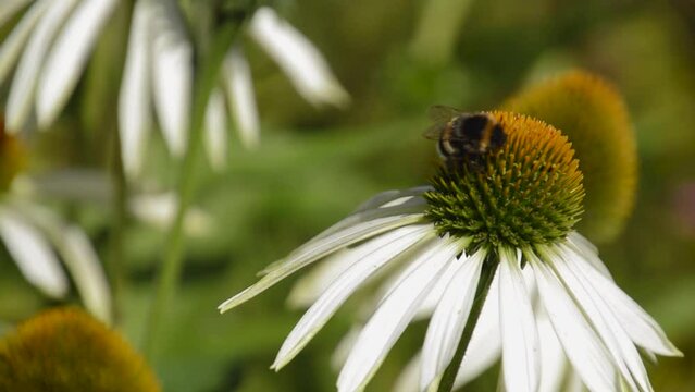 Bumblebee on a white flower blowing in the wind