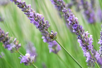 Chiens, libellules, oiseaux et autres insectes