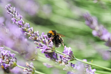Chiens, libellules, oiseaux et autres insectes