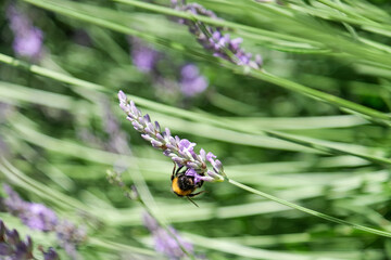 Chiens, libellules, oiseaux et autres insectes