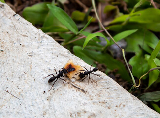 selective focus two black worker ants are fighting over food or working together to take food to the nest in the yard or garden from inside the house