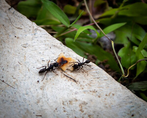 selective focus two black worker ants are fighting over food or working together to take food to the nest in the yard or garden from inside the house