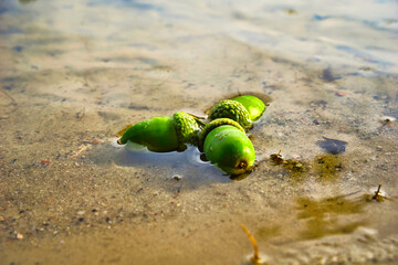 Acorns in the water © Grzegorz