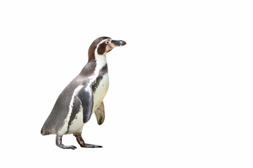 Penguin isolated on white background.