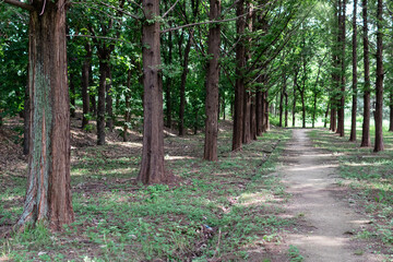Fototapeta premium Sunlight shining through the metasequoia forest.