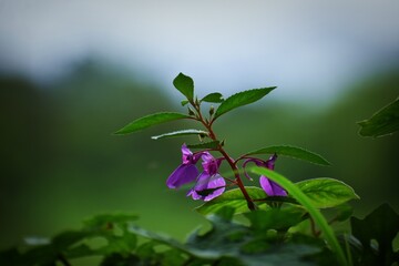 flowers in the garden