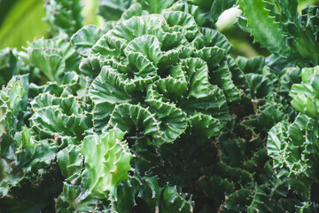 cactus succulent plant decoration. home plant concept.
