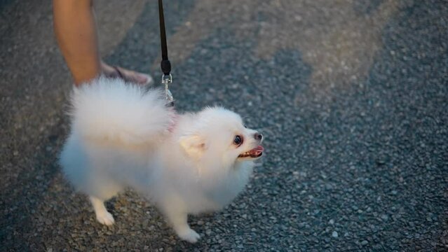 Adorable Pomeranian Dog In Leash With Its Owner Standing Outdoor Against Sunlight At Sunset. high angle