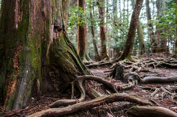 京都の鞍馬山にある木の根道