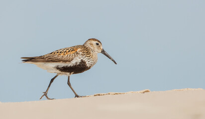 Dunlin - Calidris alpina - adult bird at a seashore on the autumn migration way