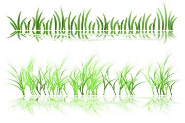 grass on lake. lake grass