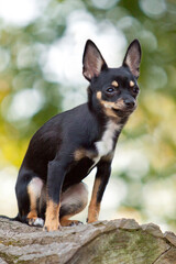 chihuahua sitting on tree log