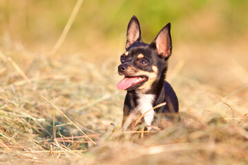 chihuahua sitting in hay with tongue out