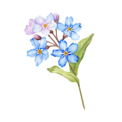 Forget me not flower branch watercolor illustration. Isolated on white background.