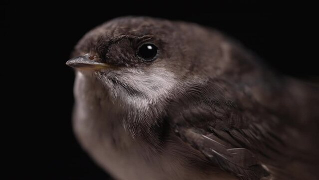 White-throated swallow - hirundo rustica rest on dark black background. Close-up, macro eye bird view. Ornithology, nature, fauna concept.