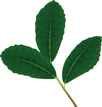 Branch of green tea leaves isolated herbal plant