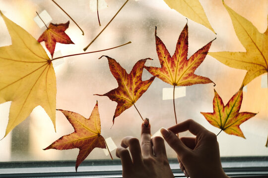 Let the autumn last forever - colorful autumn leaves stick down the window with dull winter view