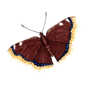 Mourning cloak butterfly watercolor illustration isolated on white