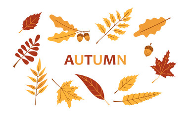 Vector autumn set with red and yellow leaves. Oak branch and acorn, maple and rowan leaves. Fall collection. October trees.