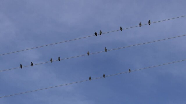 flock of birds on a wire