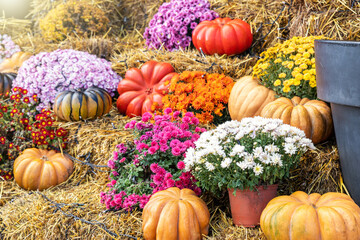 Bright colorful festive composition seasonal multicolor mum flower pot decorated pumpkins vegetables on yellow harvest hay bale porch home yard garden. Halloween holidays autumn decoration background