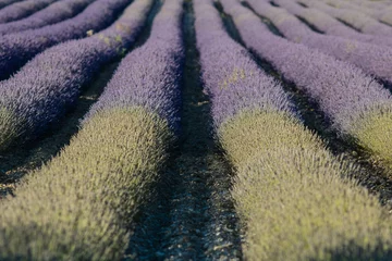 Zelfklevend Fotobehang champ de lavande en fleurs dans la Drôme à Die © jef 77