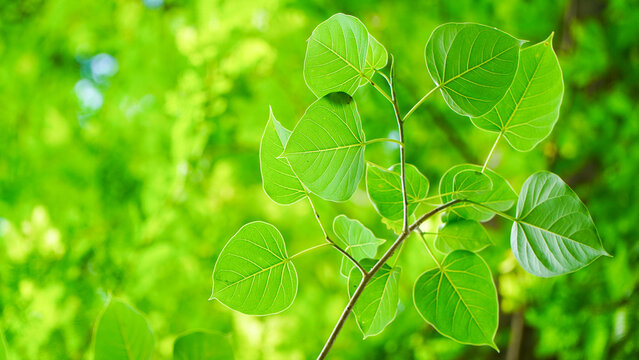 Bo Fresh green bodhi leaves with golden wood In spring or naturally beautiful blur .